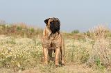 BULLMASTIFF 188